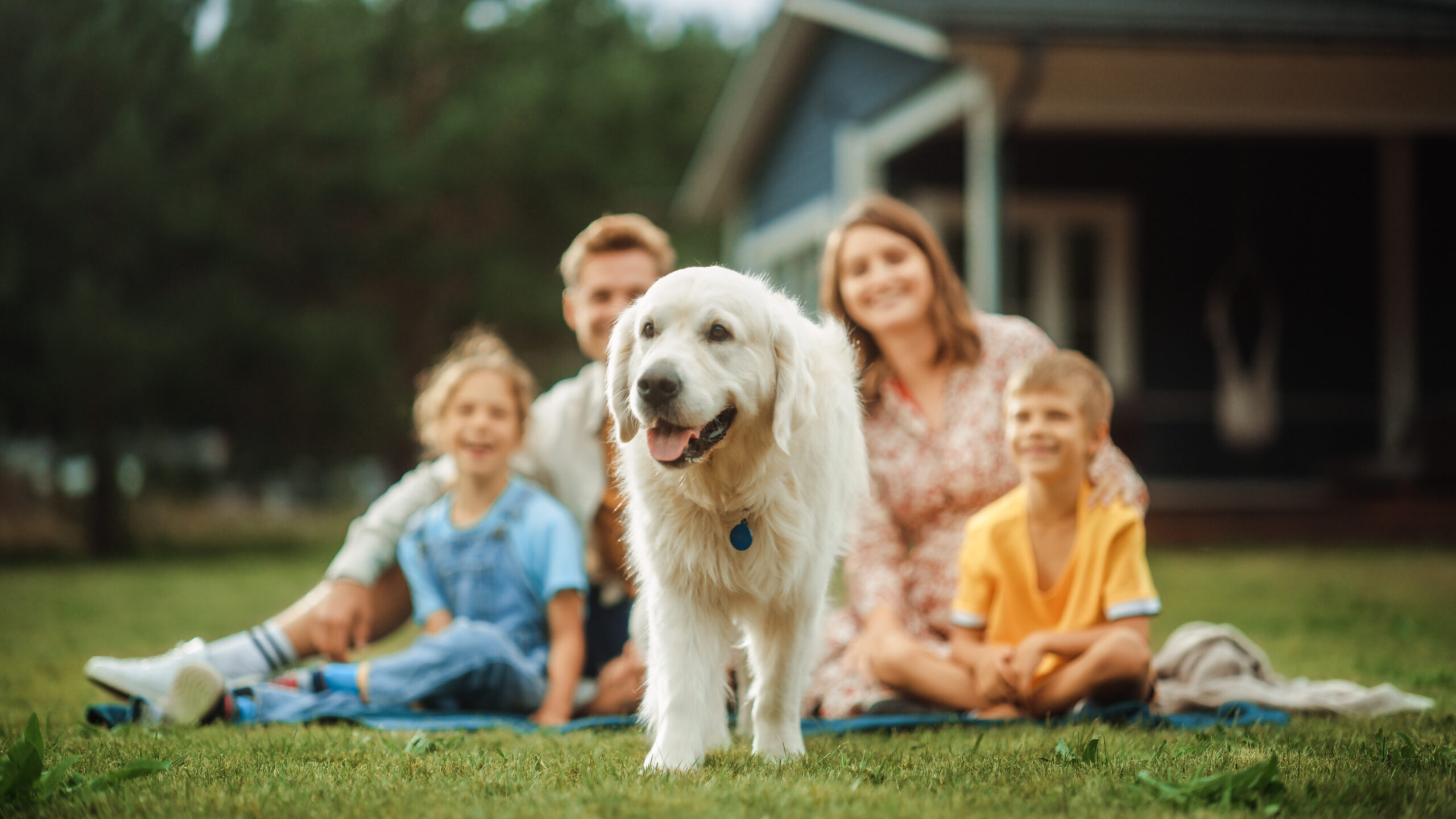 219206154_l_normal_none dog in front of family sitting on lawn in clean back yard