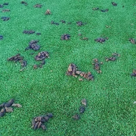 yard with lots of dog poop