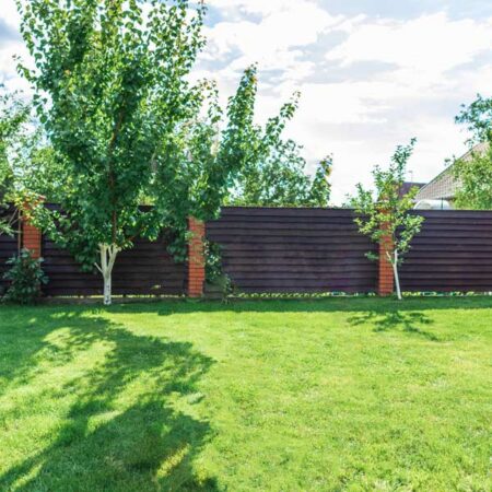 clean yard with no dog poop