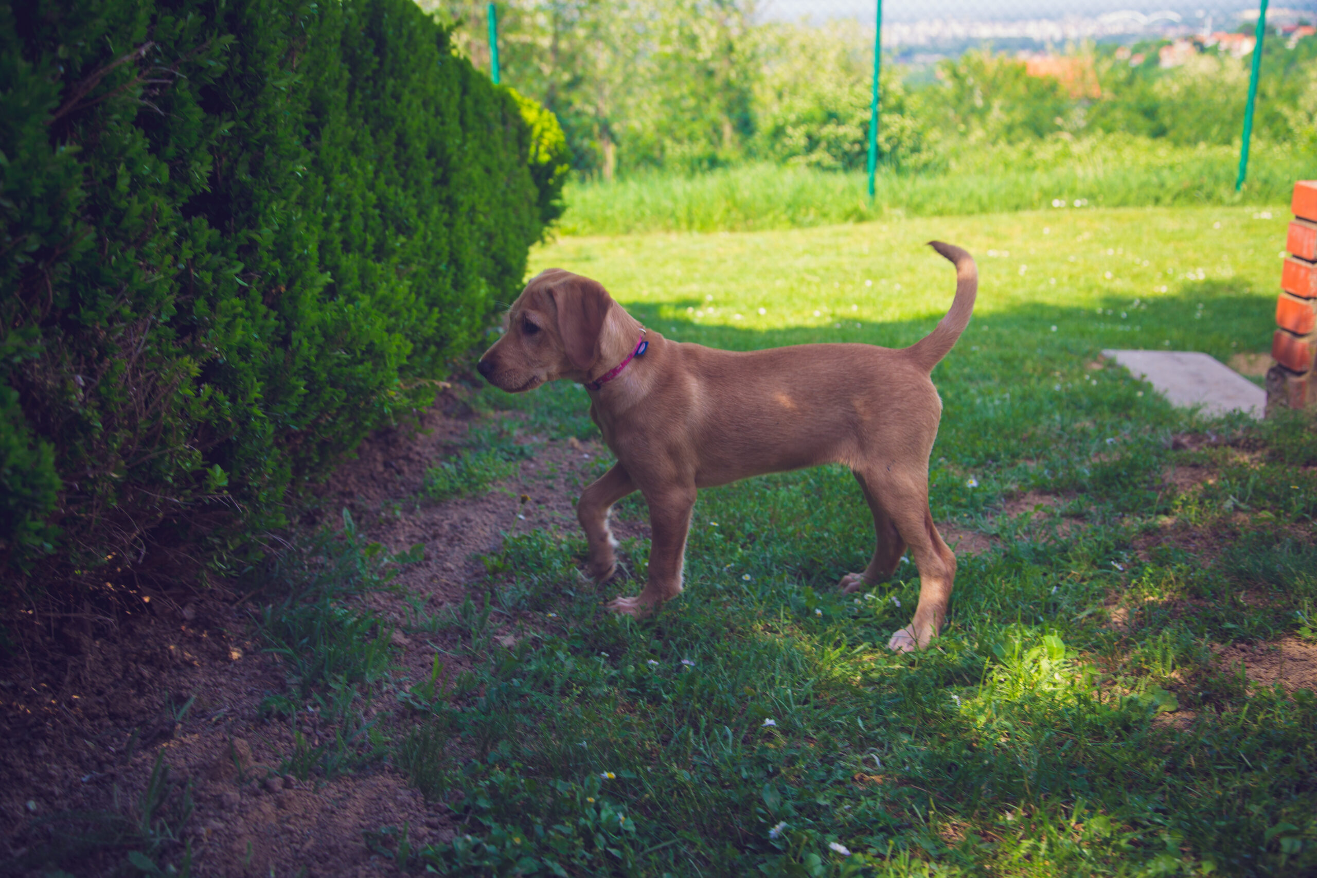 Pointer,Puppy,/,Young,Dog,Pointing,While,Playing,In,Backyard dogs