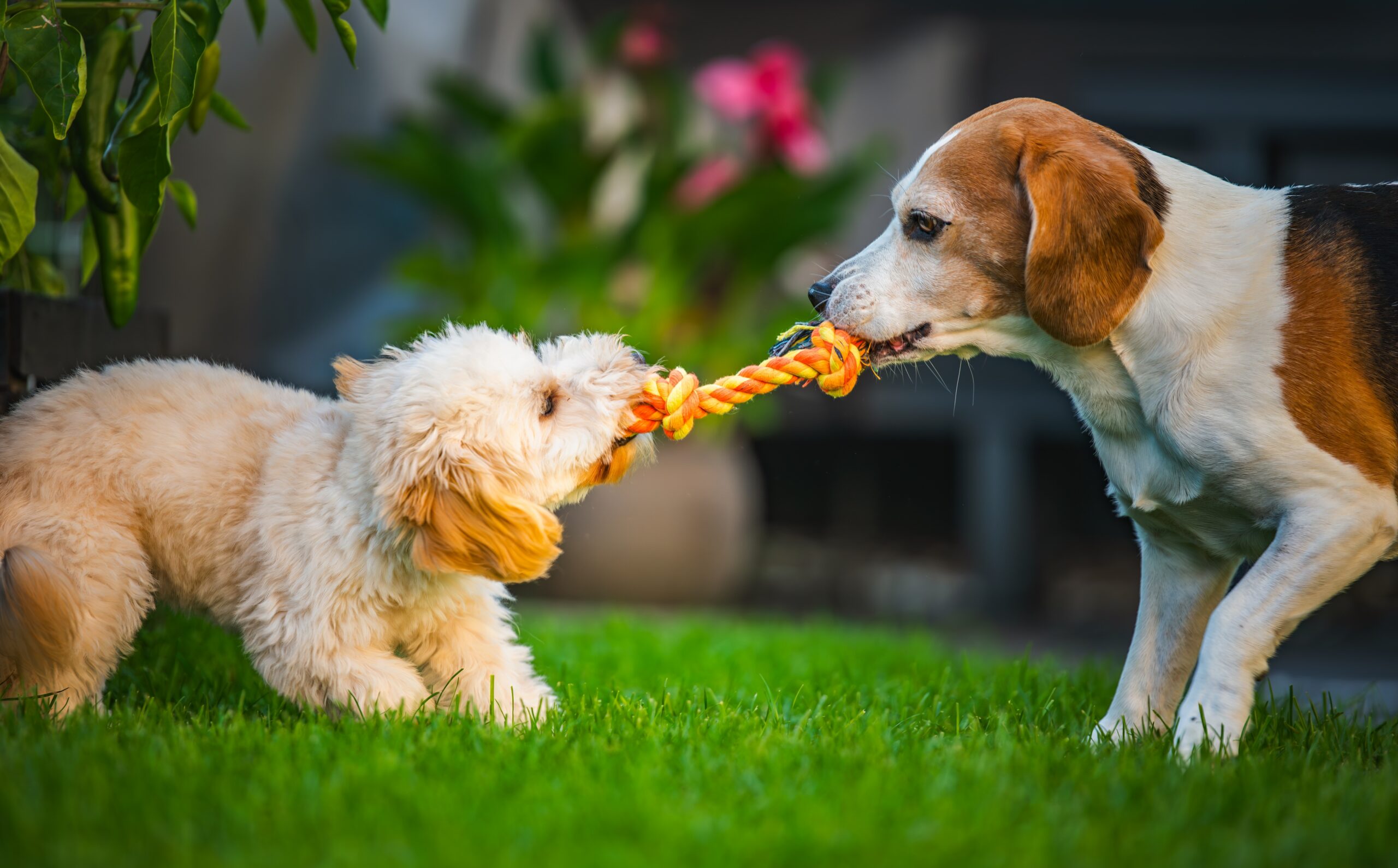 Two,Playful,Dogs,,A,Beagle,And,A,Fluffy,Maltipoo,Puppy, dogs