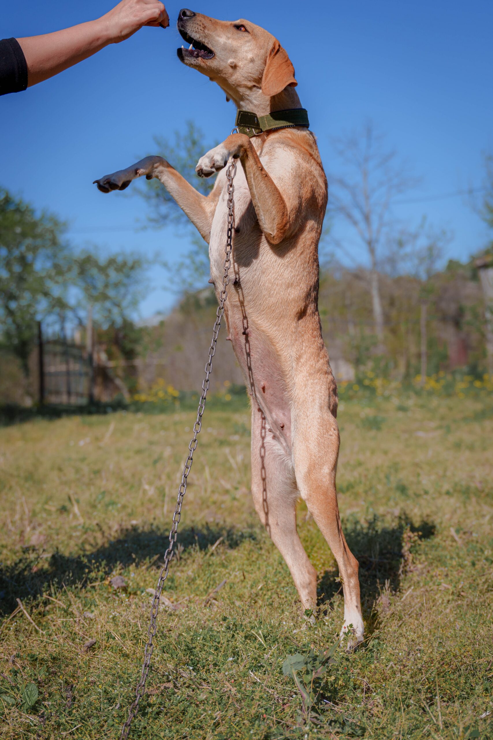 Brown,Dog,Standing,On,Green,Grass,In,Park,Setting dog