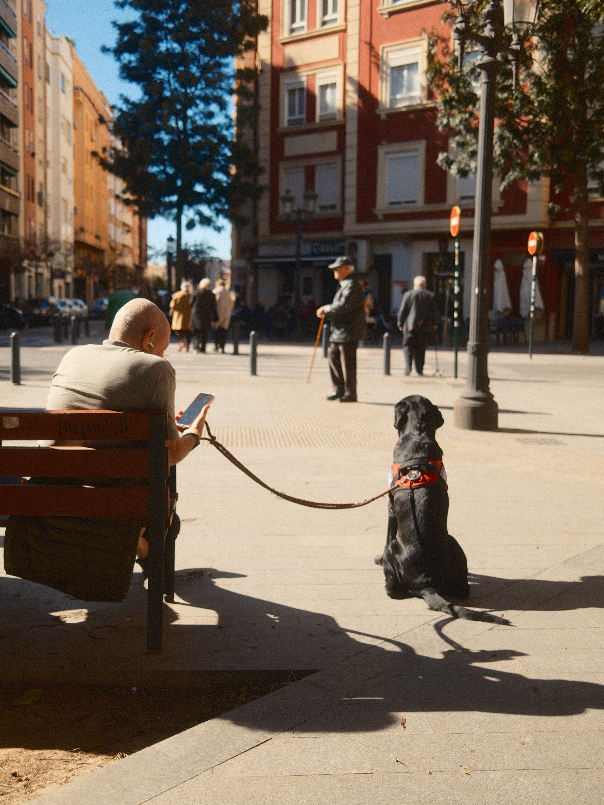 Man,Sitting,On,Bench,With,Dog,On,Leash,In,Sunny dog in city