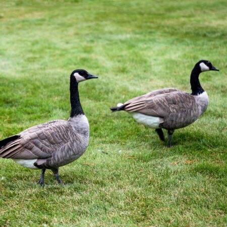 two geese on lawn